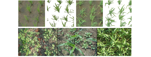 Figure 1. Top: Segmentation of rice crops. Bottom: The three types of crops present in our dataset. Mung bean (left); Maize (middle); and Wheat (right). Notice common obstacles for good segmentation: Shade casting, hard lighting, overlapping leaves, and residu on the ground.