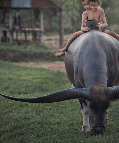 Ground Cover Analysis