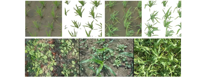 Figure 1. Top: Segmentation of rice crops. Bottom: The three types of crops present in our dataset. Mung bean (left); Maize (middle); and Wheat (right). Notice common obstacles for good segmentation: Shade casting, hard lighting, overlapping leaves, and residu on the ground.