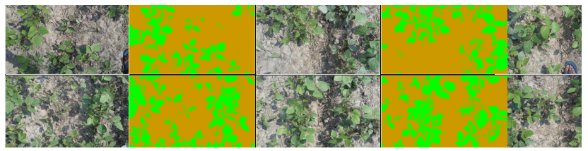 Figure 4. Sample data of vegetation RGB imagery taken using a smartphone, and hand-annotated ground truth data using CAN-EYE software.
